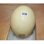 Victorian blown ostrich egg with inscribed paper label "This egg when full weight 4¼lbs .......