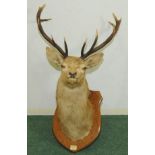 1920's taxidermy royal stag's head mounted on oak shield back, labelled "Cluanie 27th Sept.