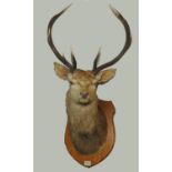 1920's taxidermy ten point stag's head mounted on oak shield back, labelled "Cluanie 28th Sept.