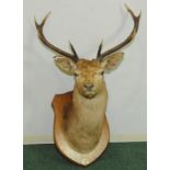 1920's taxidermy nine point stag's head mounted on oak shield back, labelled "Cluanie 28th Sept.