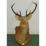 1920's taxidermy eight point stag's head mounted on oak shield back, labelled "Cluanie 26th Sept.