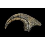 Natural History - Allosaurus Dinosaur Foot Claw Museum Replica