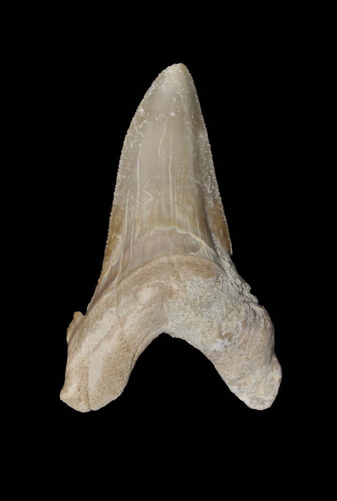 Natural History - Large Otodus Fossil Tooth