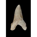 Natural History - Large Otodus Fossil Tooth