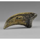 Natural History - Tyrannosaurus Rex Dinosaur Foot Claw Museum Replica