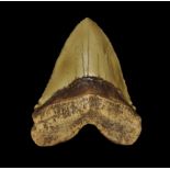 Natural History - Megalodon Shark Tooth Museum Replica