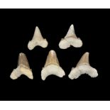 Natural History - Otodus Fossil Tooth Collection