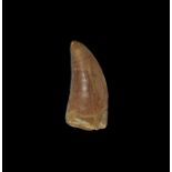 Natural History - Bahariasaurus Fossil Dinosaur Tooth