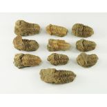 Natural History - Fossil Flexicalymene Trilobite Group