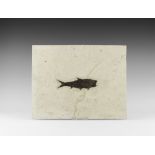 Natural History - Fossil Knightia Alta Fish