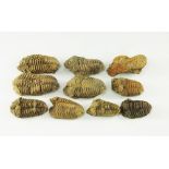 Natural History - Fossil Flexicalymene Trilobite Group