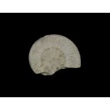 Natural History - Large Agadir Ammonite