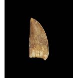 Natural History - Carcharodontosaurus Saharicus Fossil Dinosaur Tooth