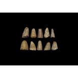 Natural History - Fossil Mosasaur Dinosaur Tooth Collection