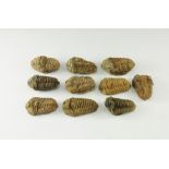 Natural History - Fossil Flexicalymene Trilobite Group