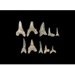 Natural History - Fossil Tooth Collection