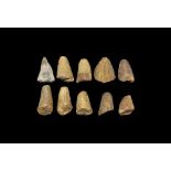 Natural History - Fossil Mosasaur Dinosaur Tooth Collection