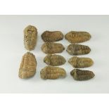 Natural History - Fossil Flexicalymene Trilobite Group