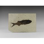 Natural History - Mioplosus Labracoides Fossil Fish