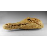 Natural History - Fossil Sarcosuchus Skull