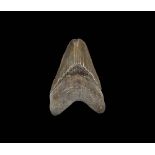 Natural History - Fossil Megalodon Tooth