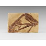 Natural History - Fossil Pterosaur Museum Replica