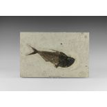 Natural History - Fossil Diplomystus Fish in Matrix