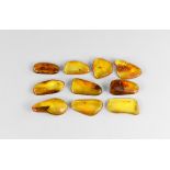 Natural History - Insects in Baltic Amber Group