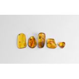 Natural History - Insects in Baltic Amber Group