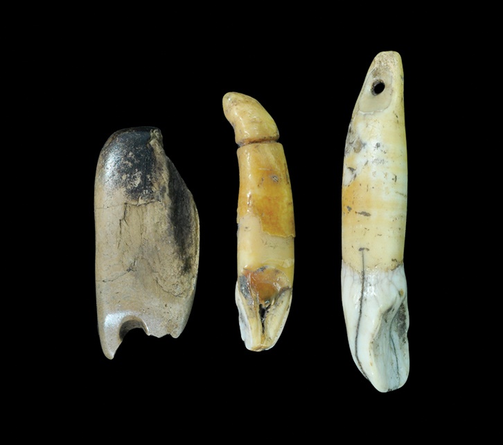 Stone Age Tooth and Bone Pendant Group