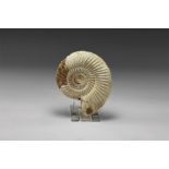 Natural History - Perisphinctids Ammonite Fossil Specimen
