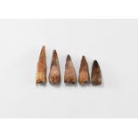 Natural History - Spinosaurus Dinosaur Tooth Group