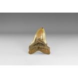 Natural History - Megalodon Shark Tooth