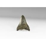 Natural History - Megalodon Shark Tooth