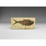 Natural History - Diplomystus Fossil Fish