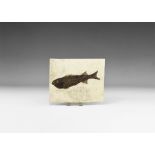 Natural History - Mioplosus Labracoides Fossil Fish