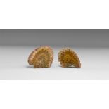 Natural History - Pine Cone Fossil Specimen Pair