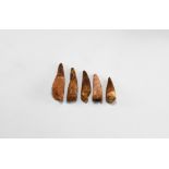 Natural History - Spinosaurus Fossil Dinosaur Tooth Group