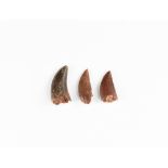 Natural History - Fossil Raptor Dinosaur Teeth