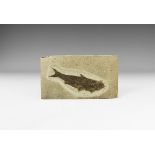 Natural History - Knightia Fossil Fish