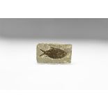 Natural History - Historic Fossil Fish Specimen
