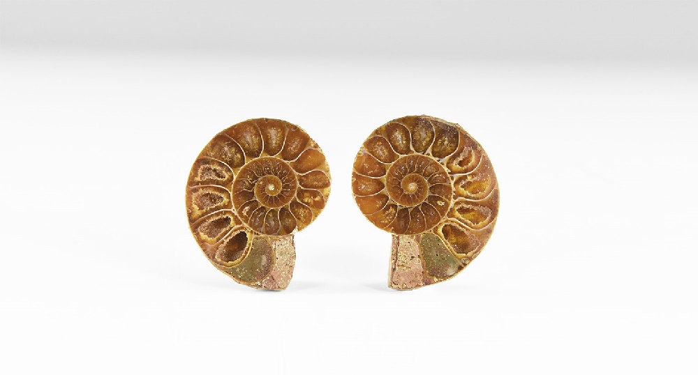 Natural History - Polished Ammonite Pair