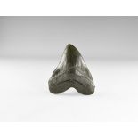 Natural History - Megalodon Shark Tooth Replica