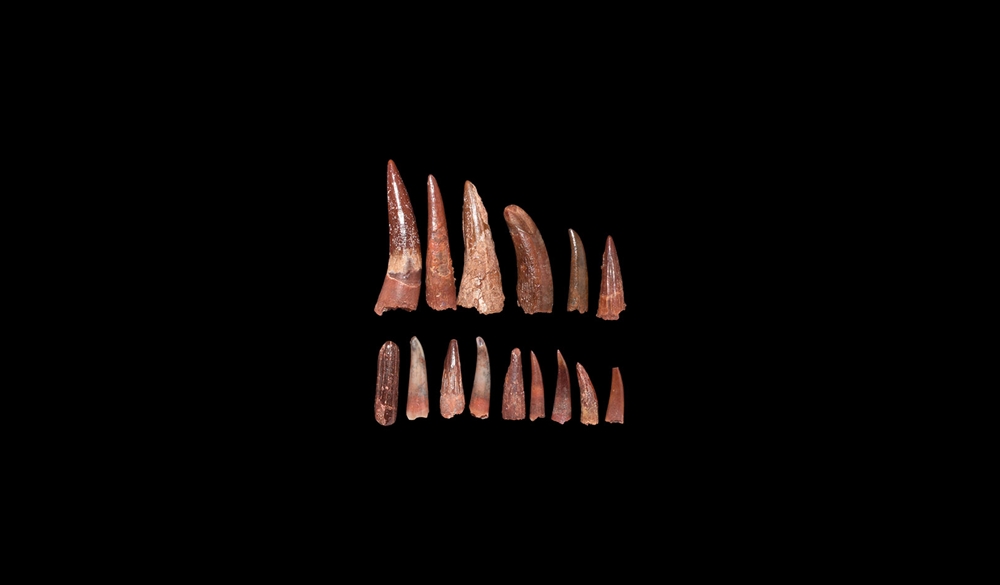 Natural History - Pterosaur Fossil Tooth Group - Image 2 of 2
