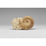 Natural History - French Fossil Ammonite