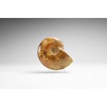 Natural History - Polished Cleoniceras Fossil Ammonite