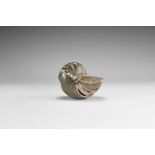 Natural History - Polished Fossil Nautilus