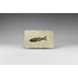 Natural History - Mioplosus Fossil Fish