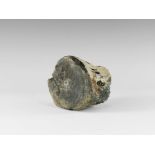 Natural History - Hadrosaur Dinosaur Fossil Vertebra