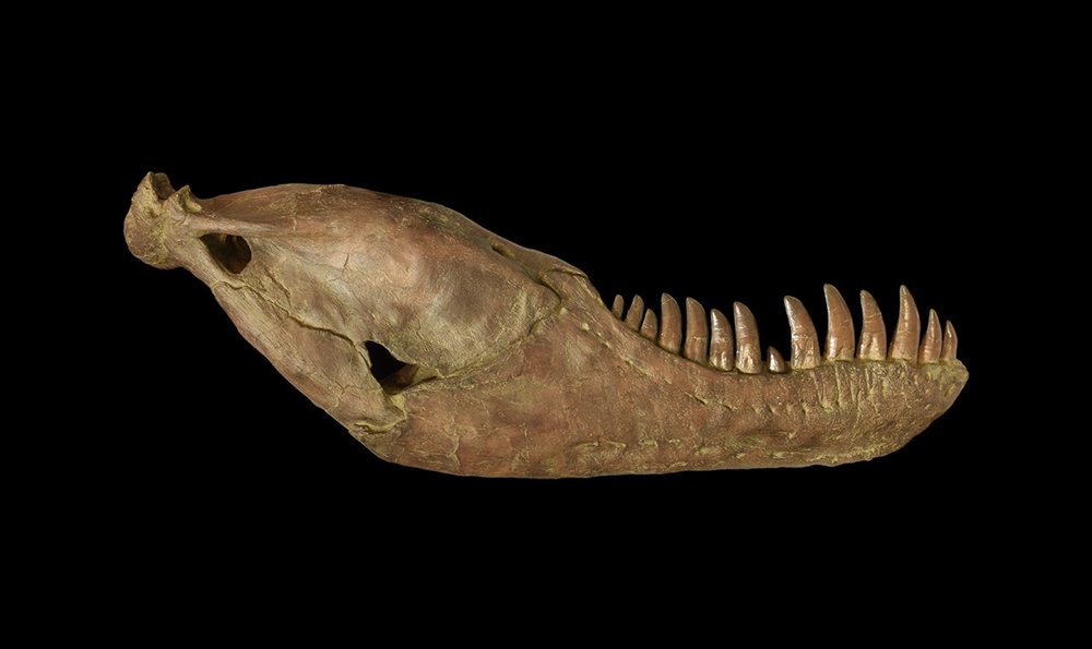 Natural History - Tyrannosaurus Rex Lower Jaw Replica.